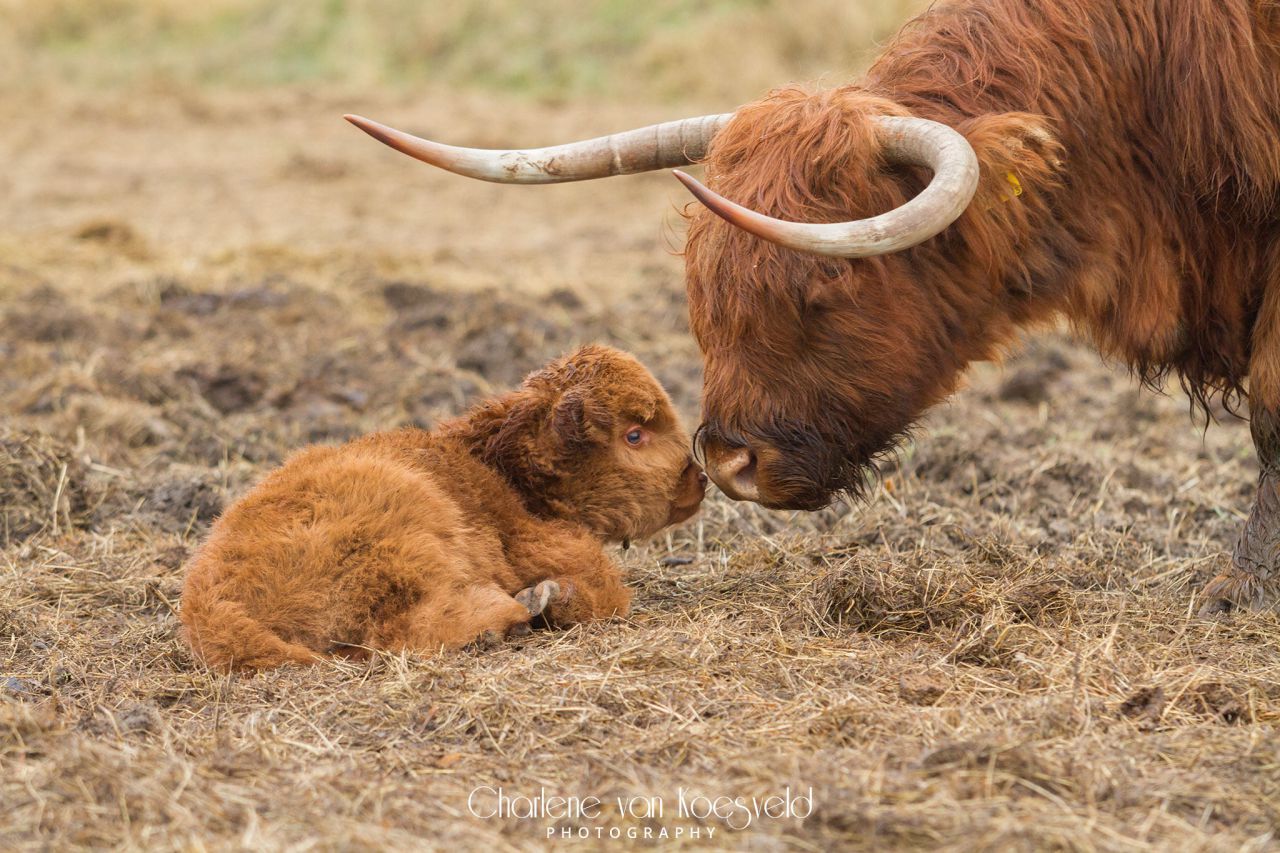 Foto: Charlene van Koesveld