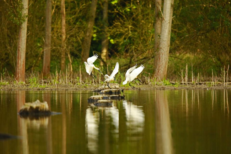 Foto Henriette Duermeijer