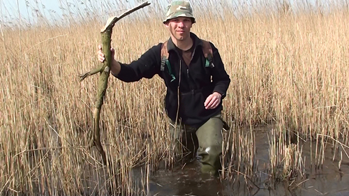 Groene Jeroen in de Broekpolder