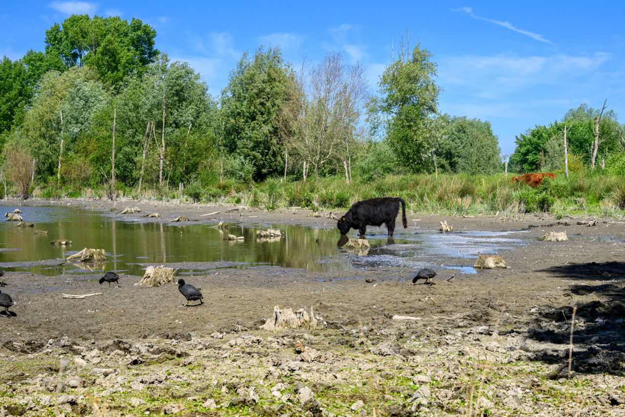 droogte