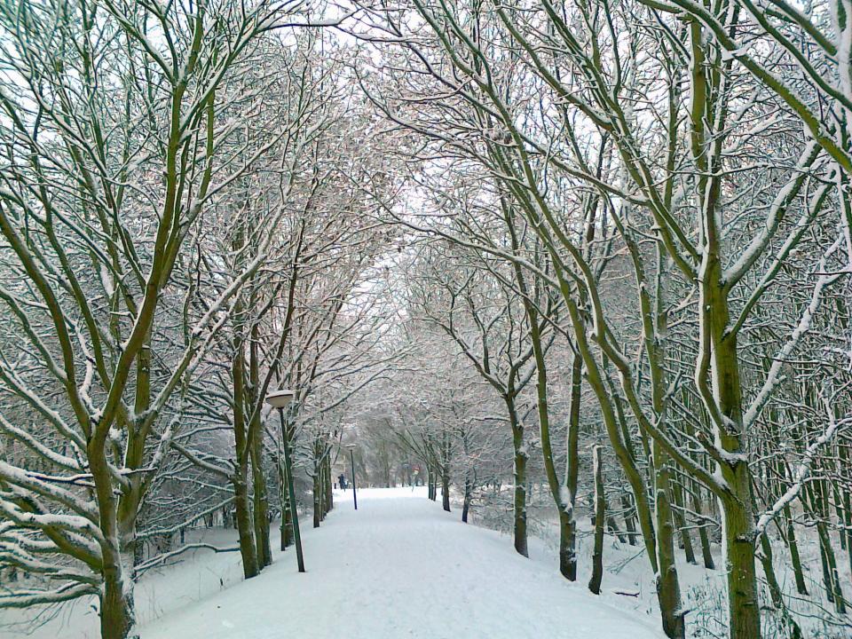 Winter bomen