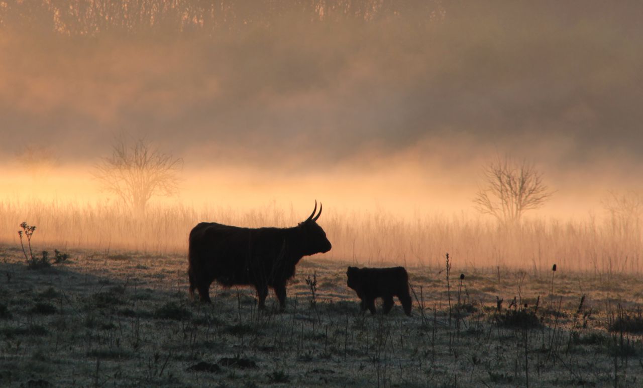 Schotse Hooglander in het zomeravondlicht
