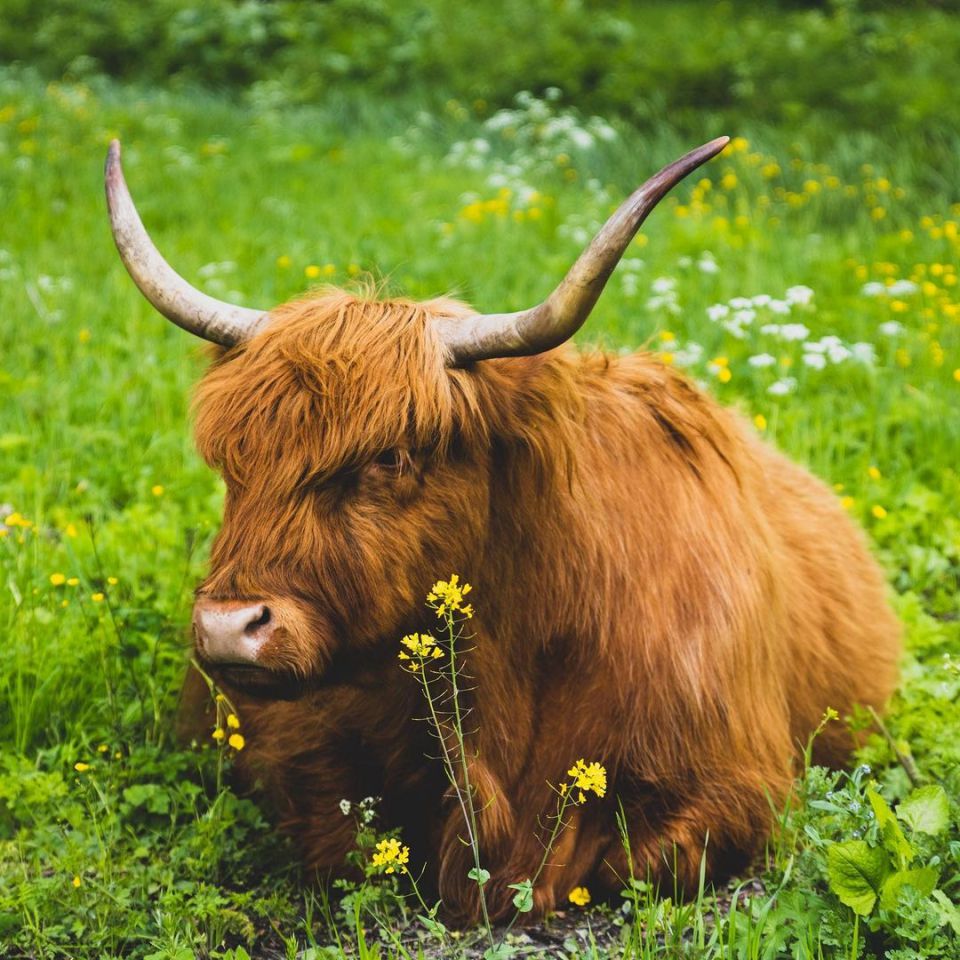 Runderen in de Broekpolder