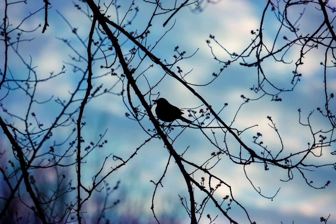 vroege vogel wandeling