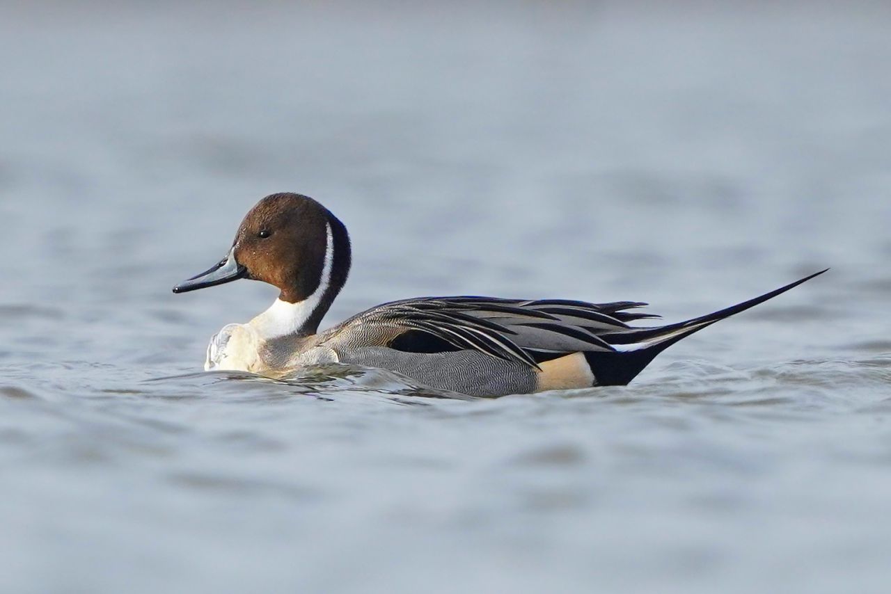 Vroege vogel wandeling mei