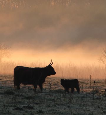 Wandelen in de Broekpolder