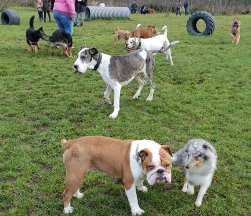 Honden in Broekpolder