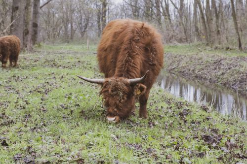 Grazen in de Broekpolder