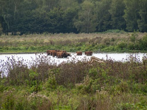 Broekpolder Vlaardingen