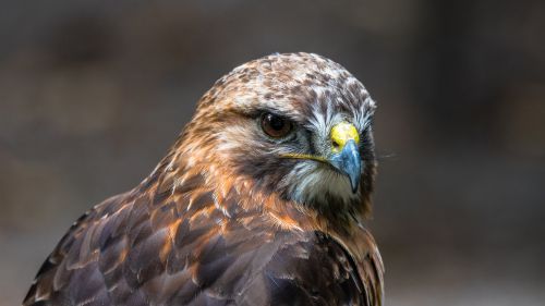 Vogels in de Broekpolder