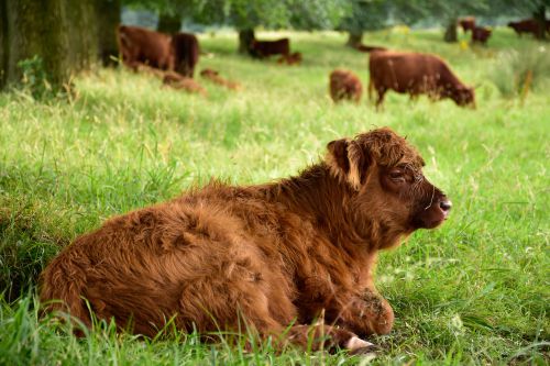 Schotse Hooglanders