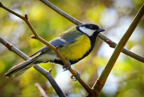 Vogels in de Broekpolder