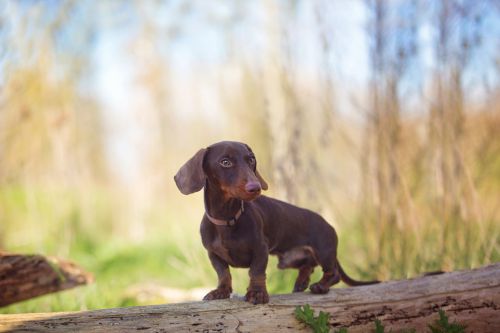 Honden in Broekpolder